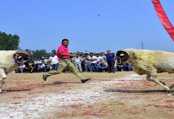 Serunya Tarung Kambing Jantan di China